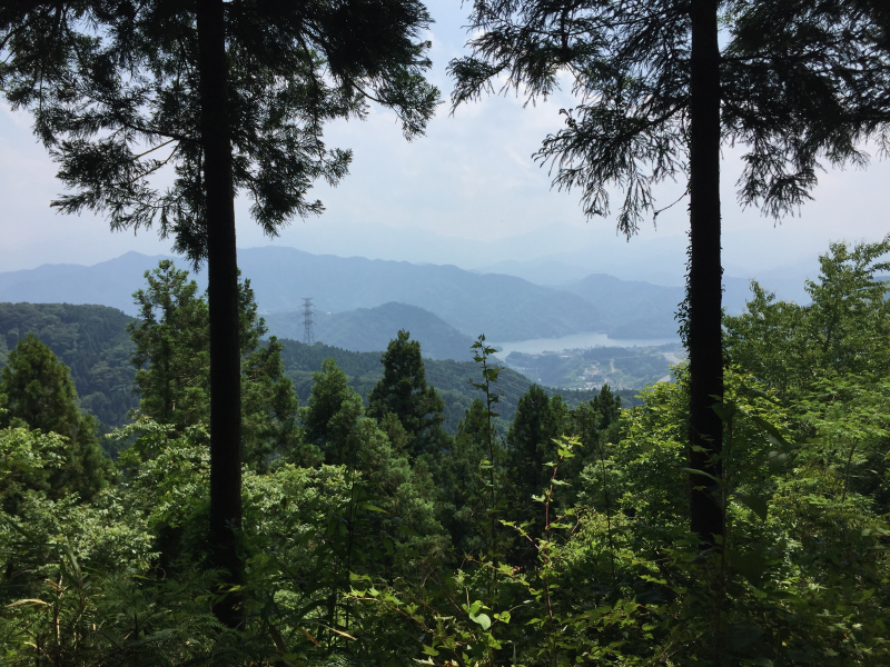 Hazy ridges and a distant reservoir framed by cedar trunks