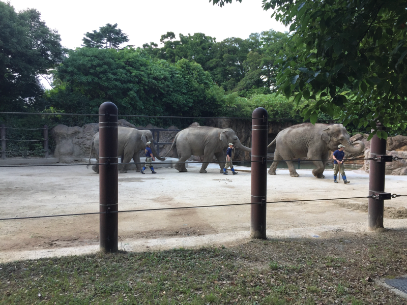 Elephants walking with zookeepers