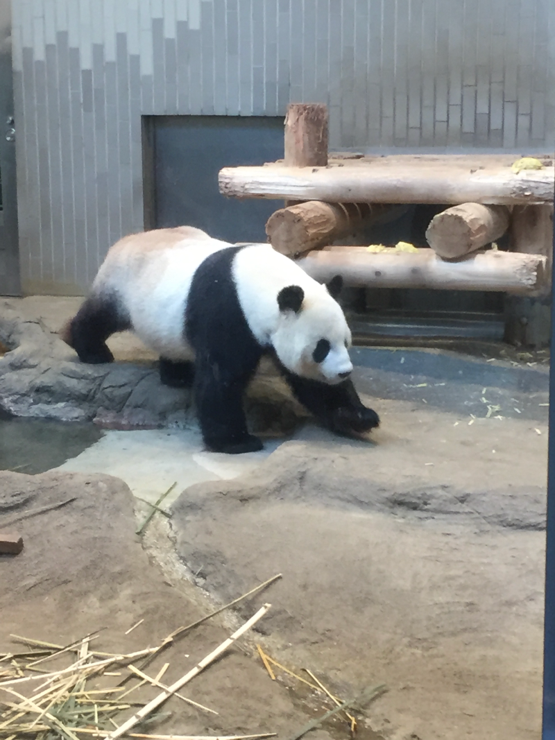 Giant panda walking in enclosure