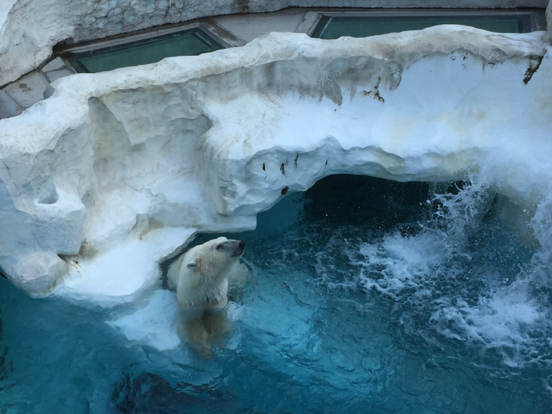 Polar bear splashing into pool