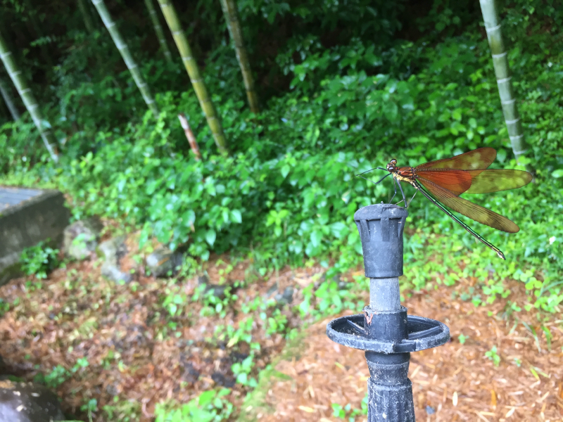 Copper-winged damselfly perched on a black post in front of bamboo