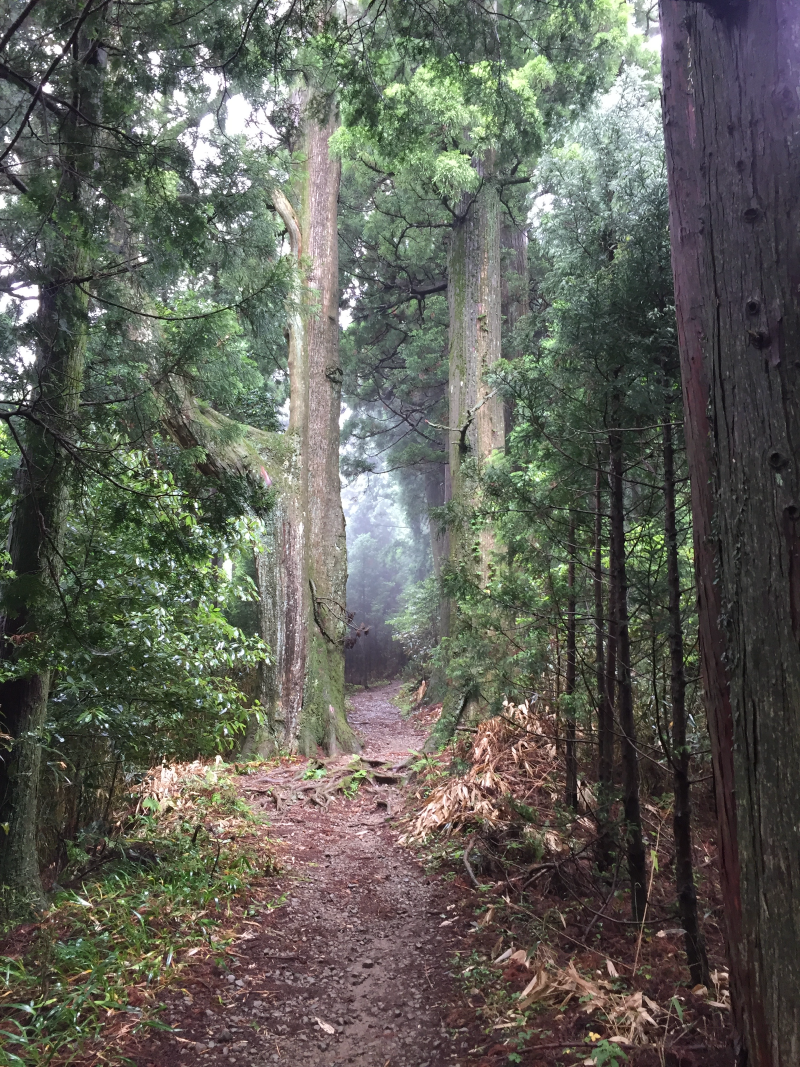 Forest trail with tall cedar trees in mist