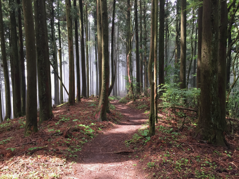 Trail winding through foggy forest