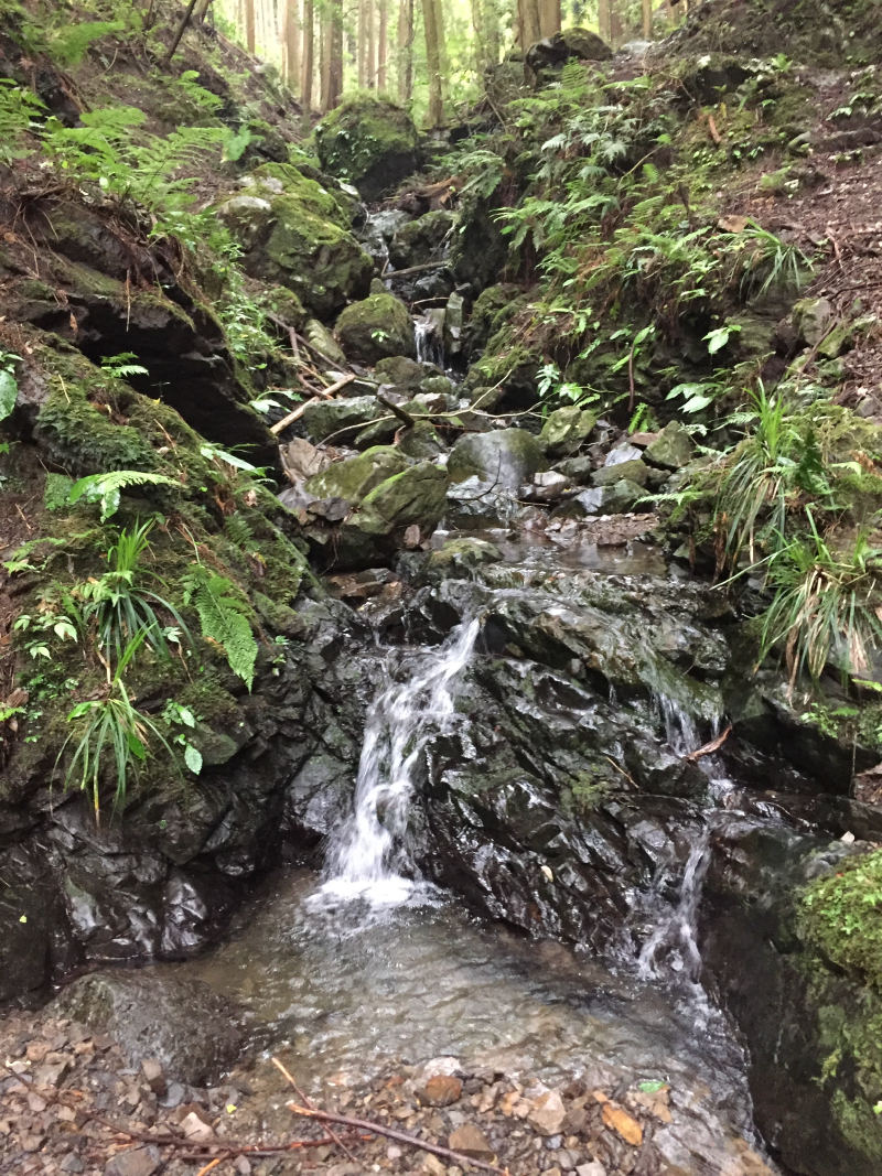 Small waterfall cascading through forested ravine