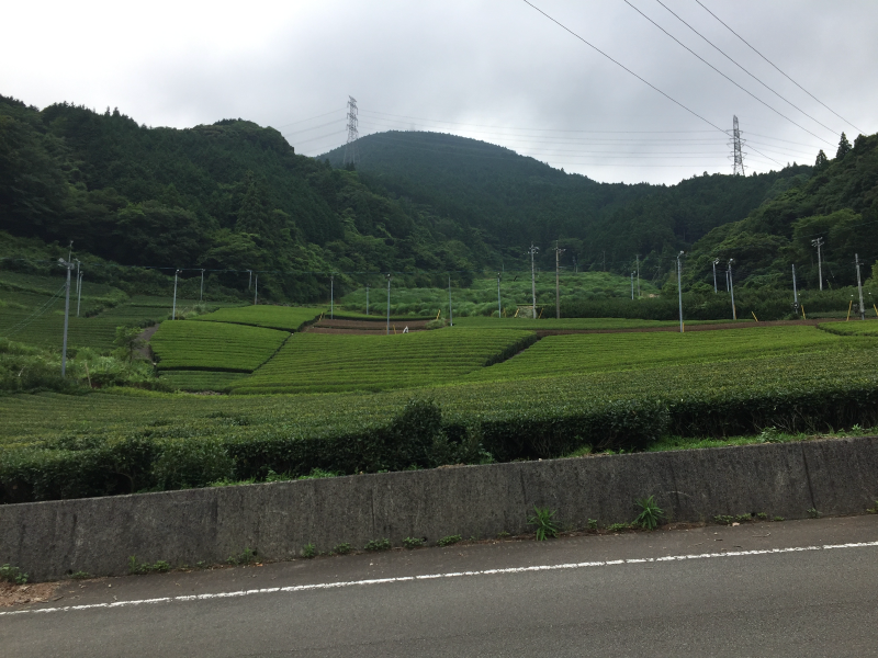Terraced tea fields with forested mountains