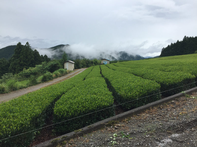 Green tea fields with small buildings and misty mountains