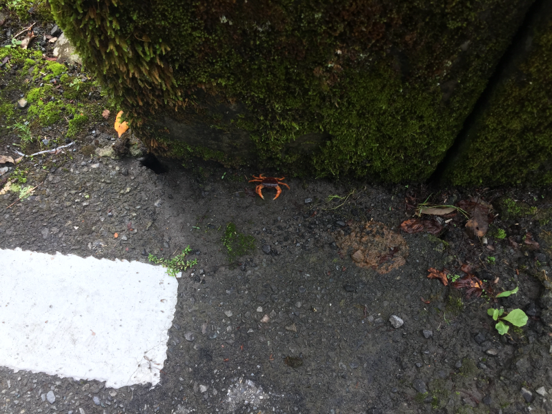 Tiny orange crab on wet pavement beside a mossy stone wall