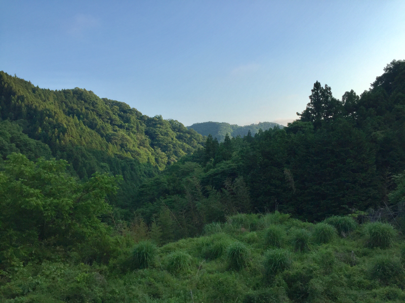 Green forested mountain valley view