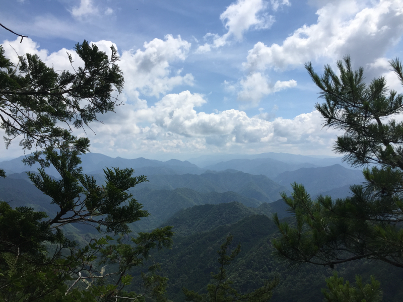 Mountain view through pine branches