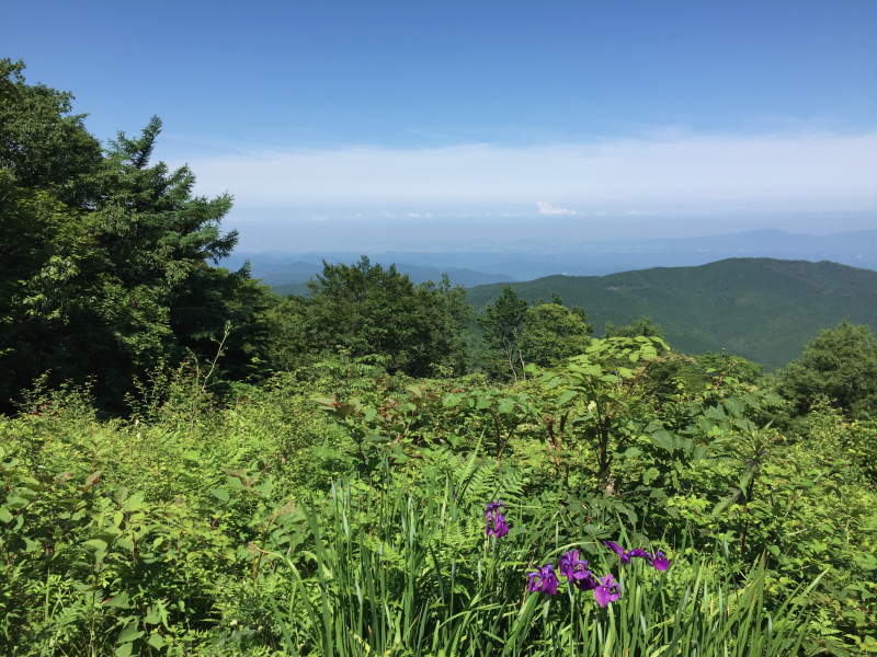 Purple iris flowers with mountain view