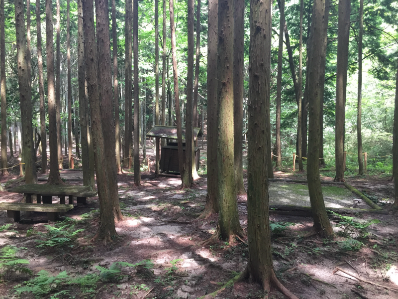 Forest camping area with wooden platforms and shelter among cedar trees