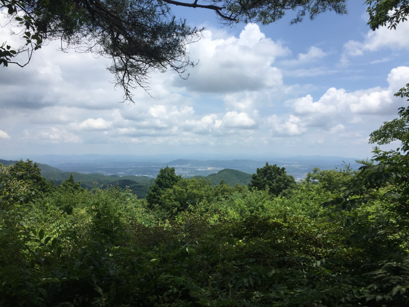 Mountain view through pine branches