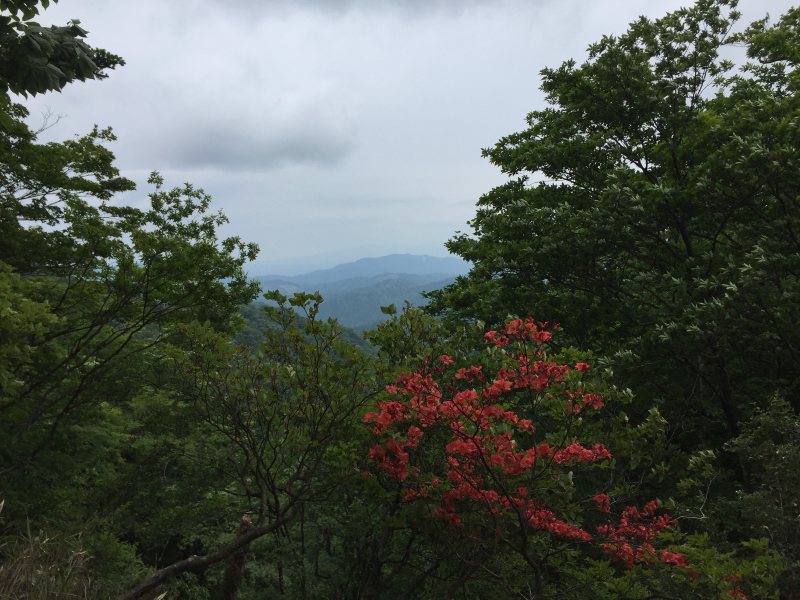 Mountain view with red azalea blossoms