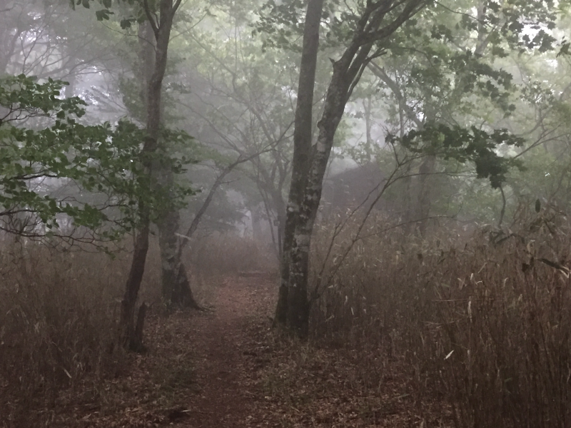 Misty trail through trees and grass