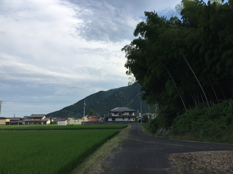 Rural road along green rice paddies with bamboo grove and mountains