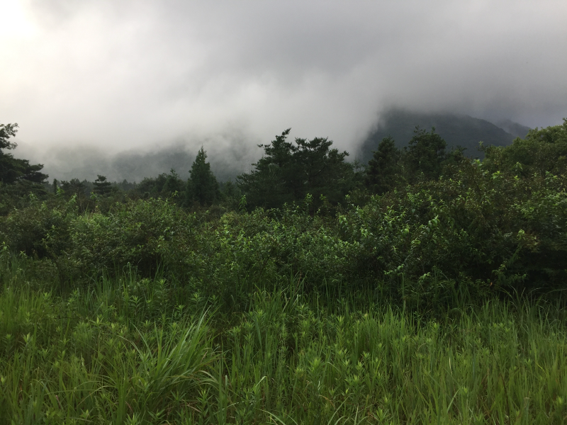 Low cloud hanging over forested ridges behind a tangle of green scrub and grass