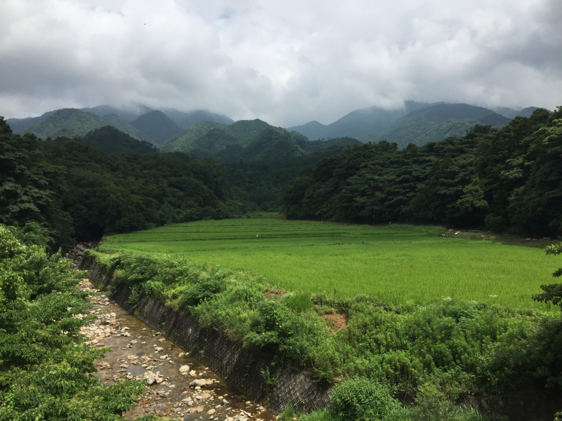 Rice field and stream with mountains