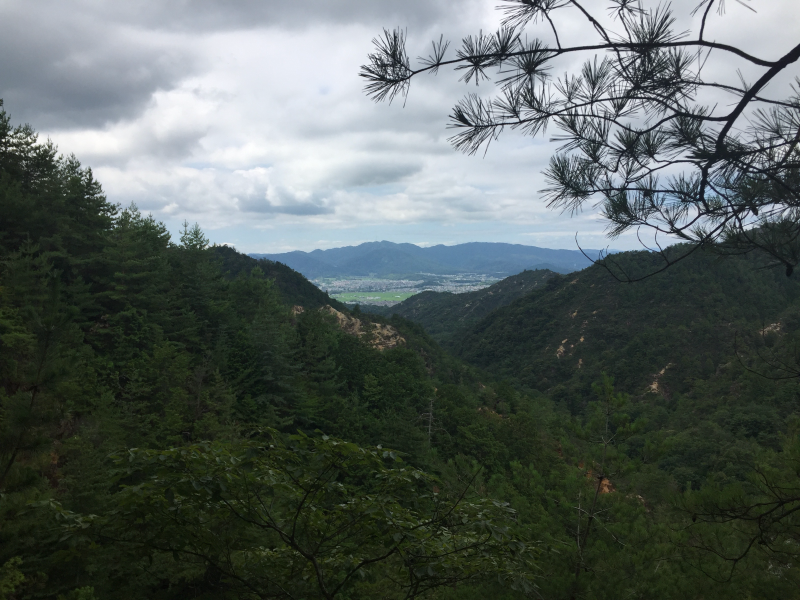 Mountain valley view through pine branches under overcast sky