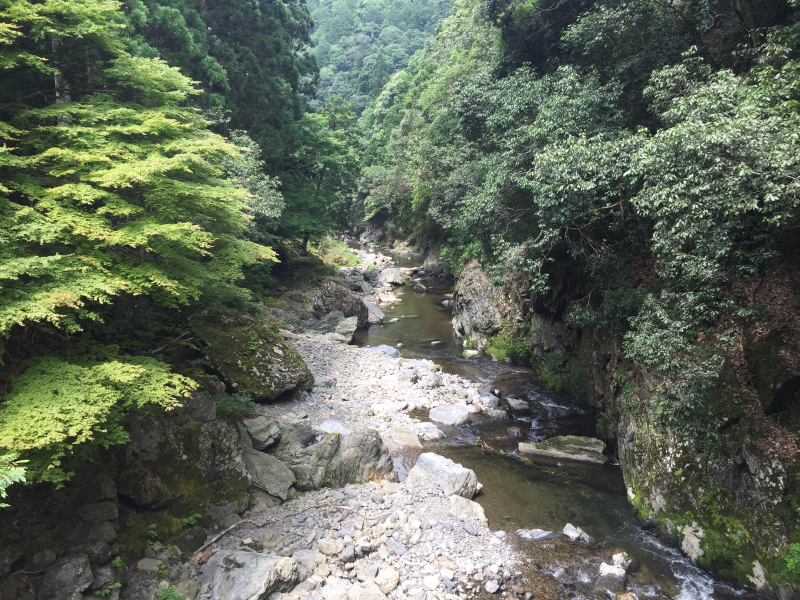 Rocky river gorge through forest