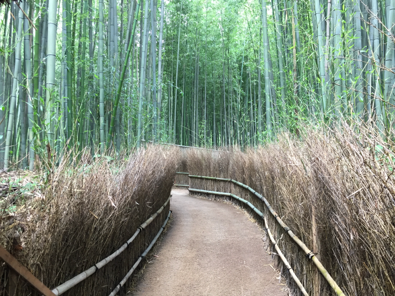 Empty path through Arashiyama bamboo forest
