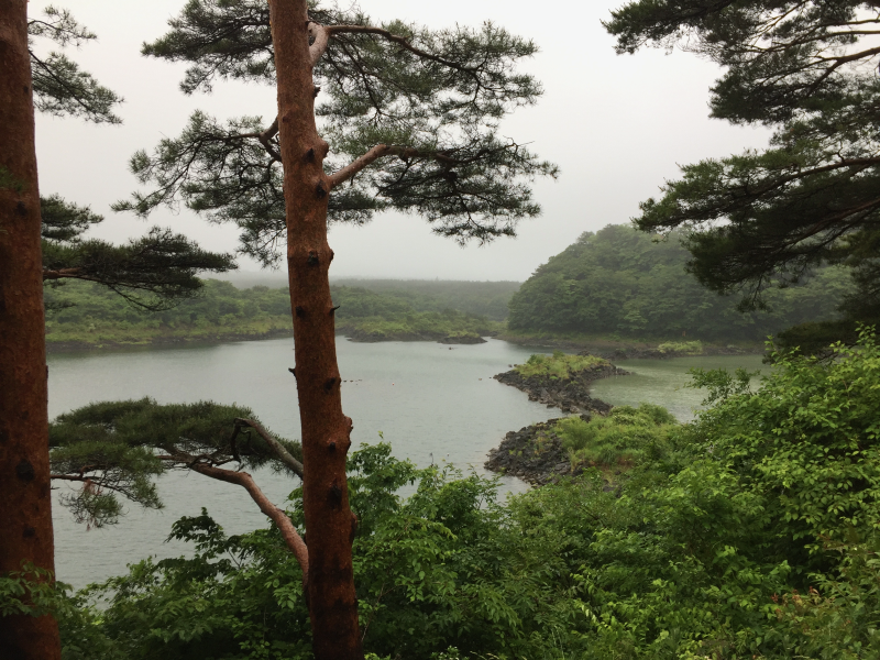 Misty Shoji-ko lake through pine trees on rainy day