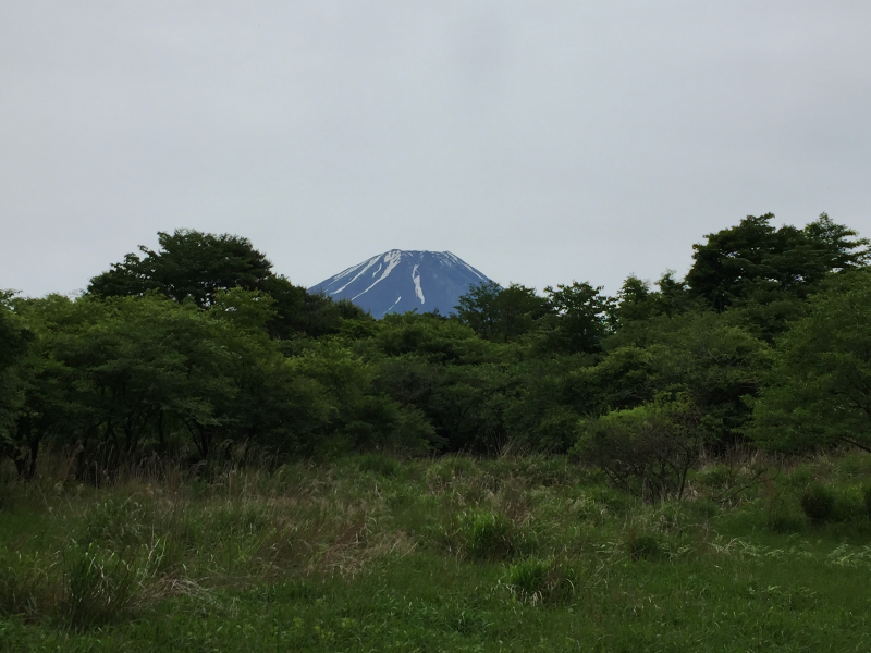 Mt. Fuji rising above green forest and grassland