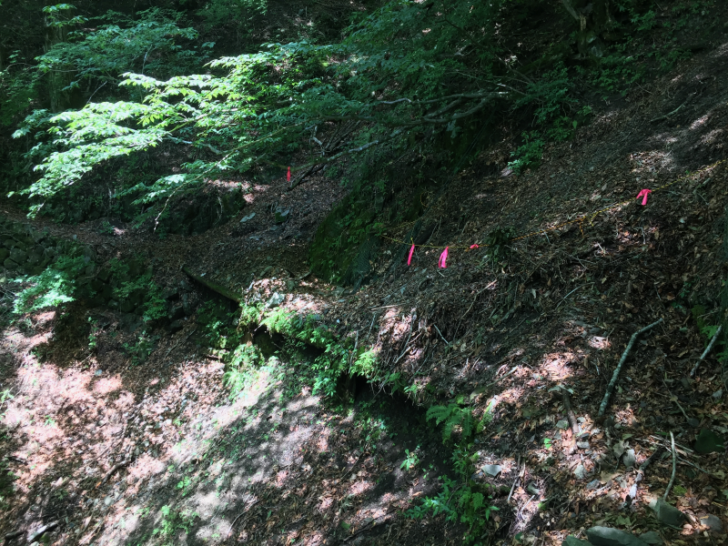 Pink ribbon trail markers on a washed-out forest slope where the path has eroded away