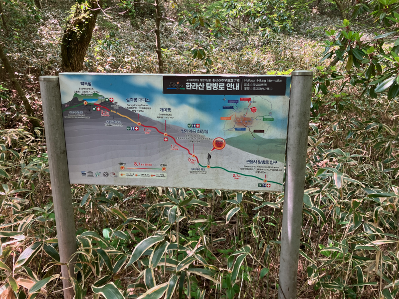 Hallasan route map signboard in green bamboo undergrowth