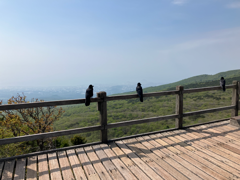 Three crows perched on railing overlooking green hills