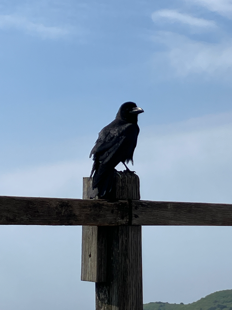 Large crow perched on wooden fence post, beak open