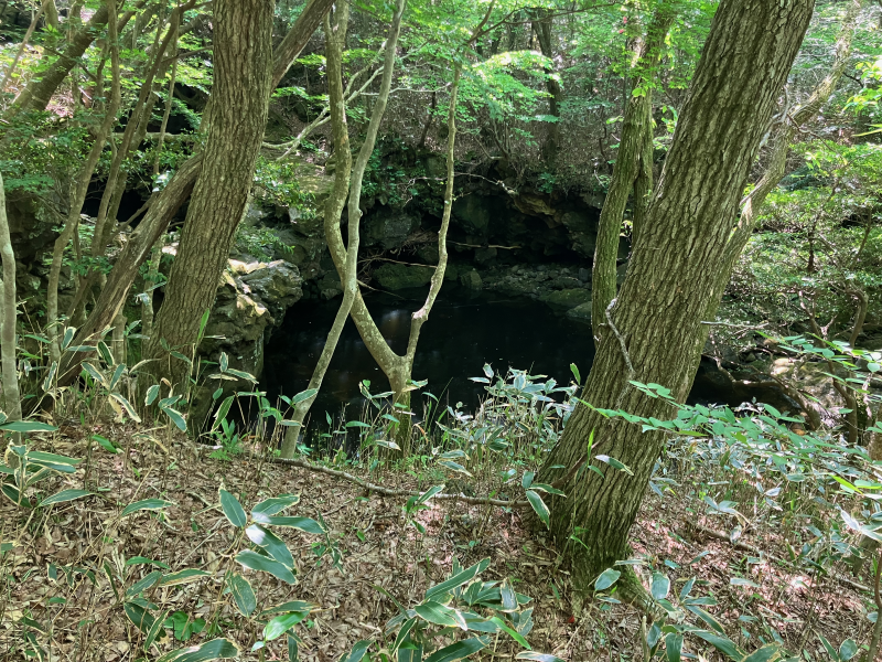 Small dark pond in forest hollow among trees
