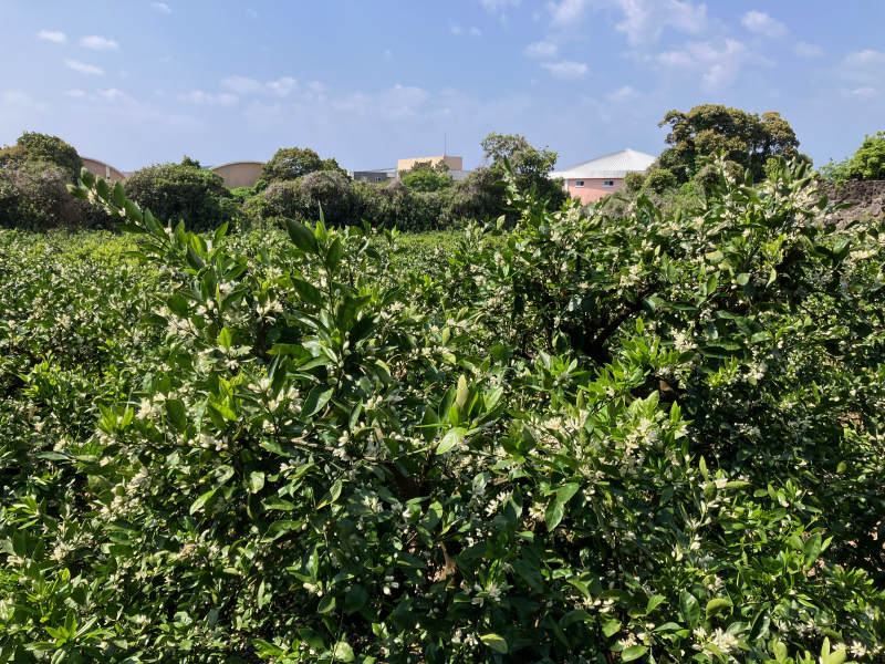 Citrus grove in bloom with white flowers covering trees