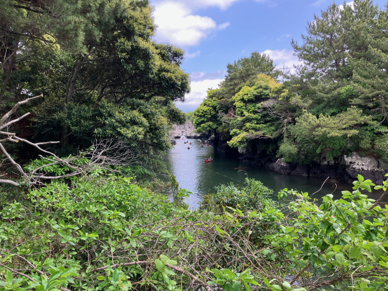 Calm green pond surrounded by dense trees and foliage