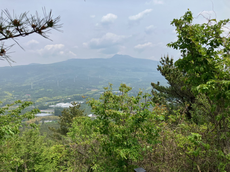 View of Hallasan through pine branches above greenhouses and forest