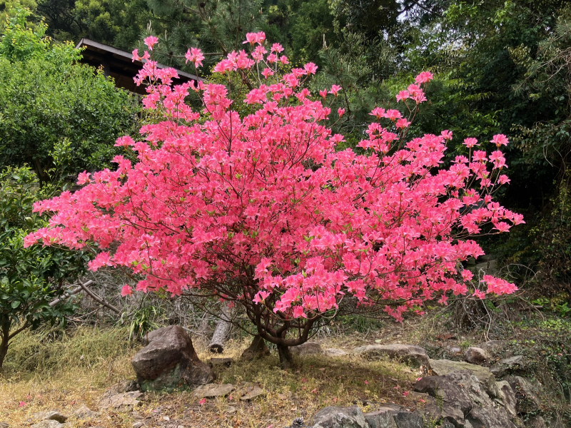 Bright pink azalea tree in full bloom in garden clearing