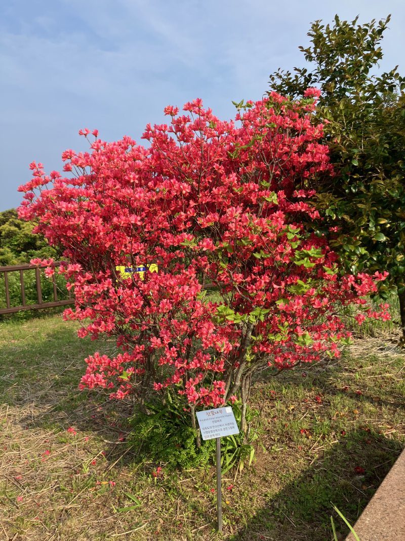 Ornamental shrub with bright red leaves beside plant label