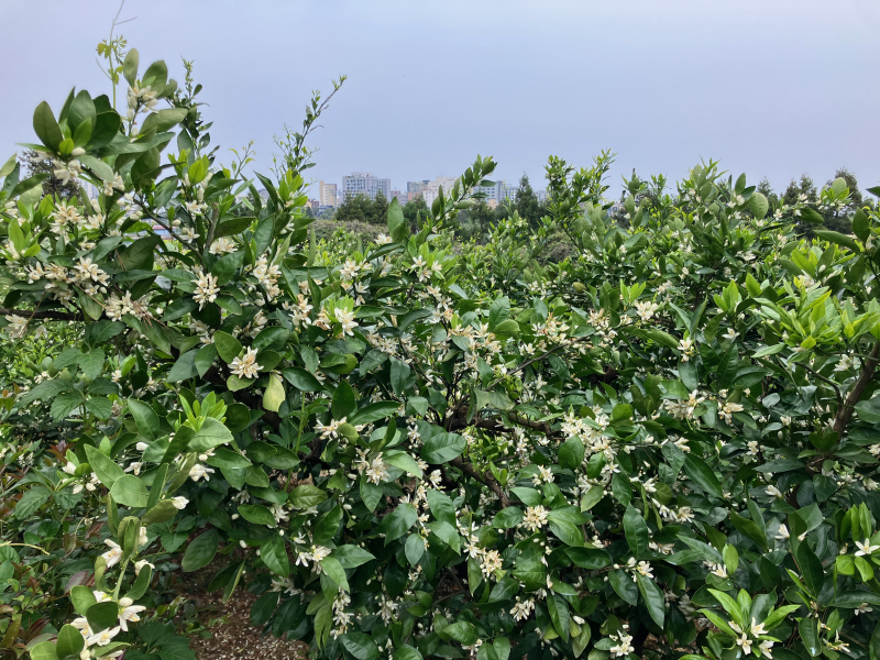 Citrus orchard bushes covered in small white blossoms