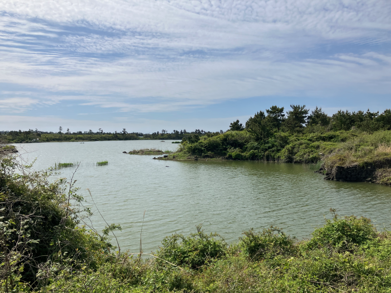 Green pond surrounded by grass and shrubs under clouds